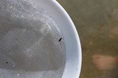 IMG-20220817-WA0013